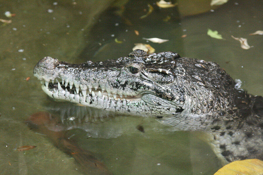 Buaya Sahul, Alligator Khas Papua Yang Jarang Diketahui