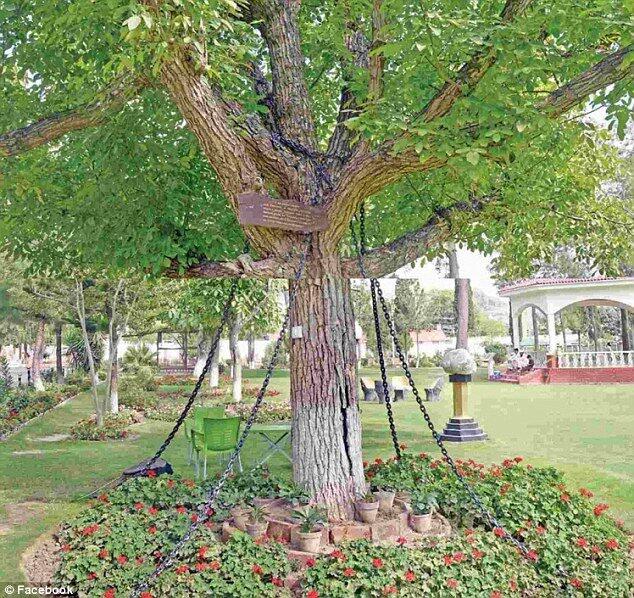Dikira bisa lari, pohon ini dirantai polisi