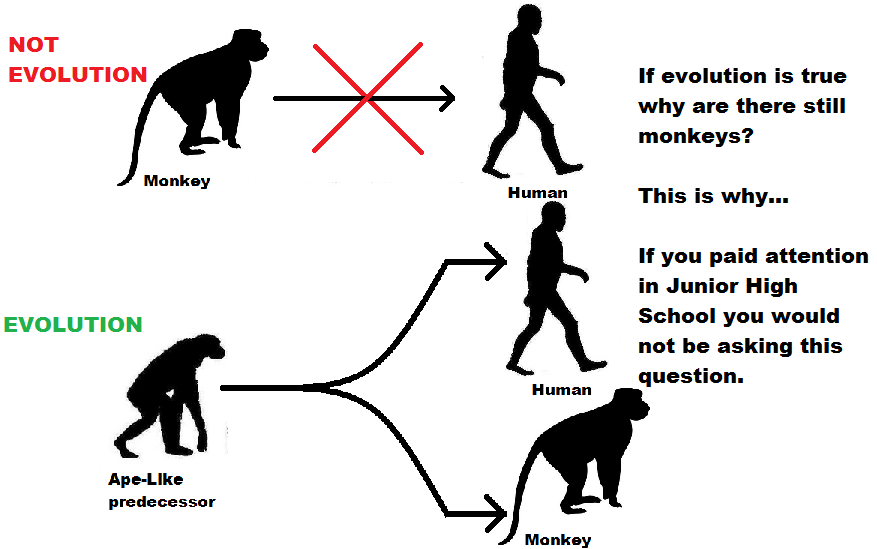 Подключи evolution. Обезьяна why. Эволюции тёрта. Monkey and Human. Speculative Evolution of Primates.