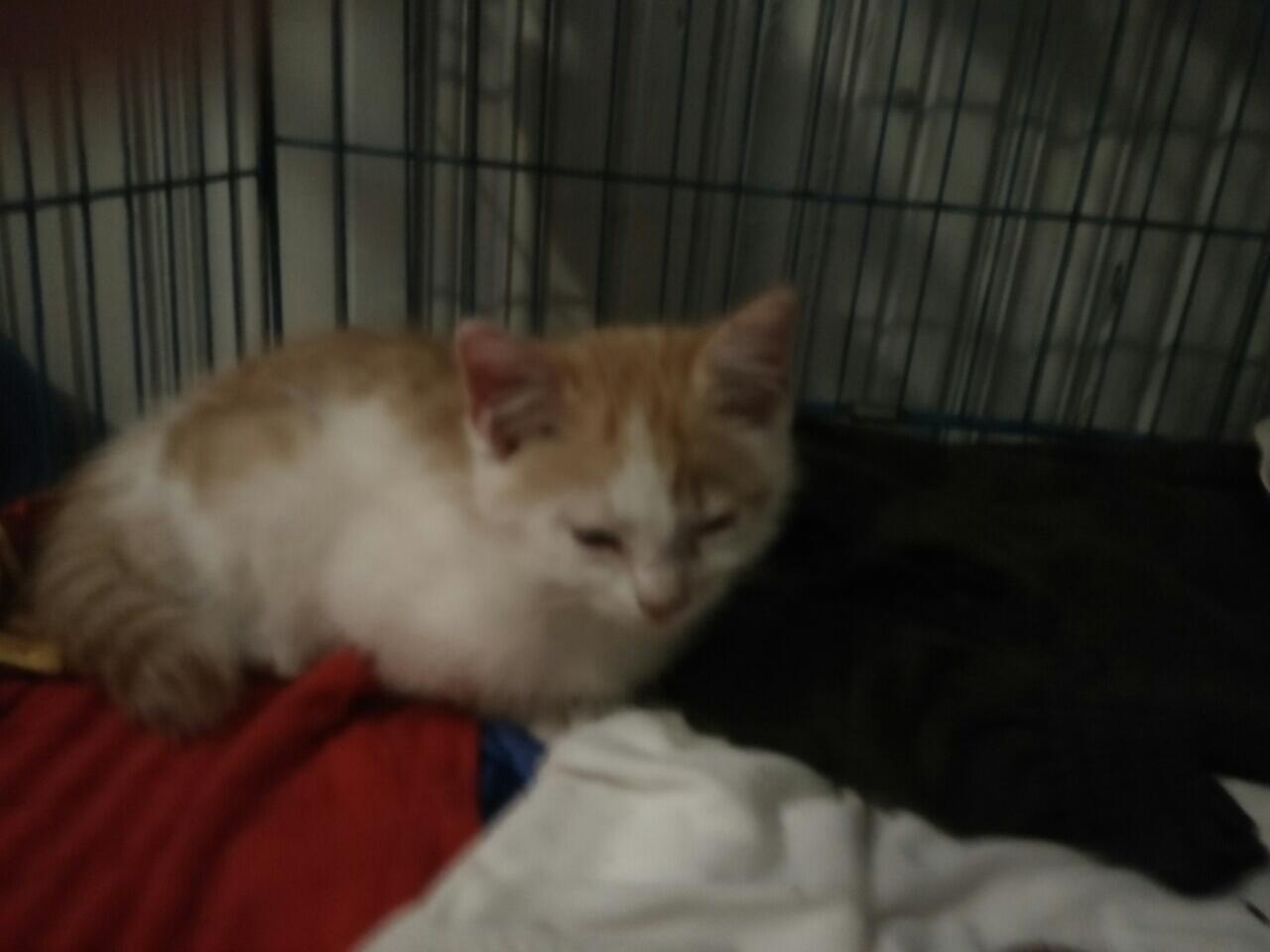 Masuk Gan Ini Kucing Lokal atau Kucing Persia &#91;1+Cendol&#93;