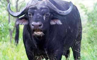 Binatang Memiliki Perasaan Juga