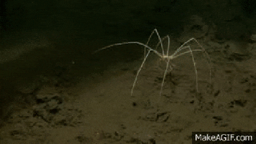 10 Animasi dan Gambar Menakutkan Dari Mahluk Bawah Laut