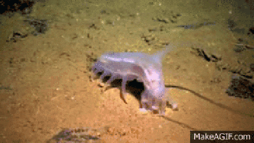 10 Animasi dan Gambar Menakutkan Dari Mahluk Bawah Laut