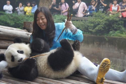 Bermain lebih Dekat dengan Panda Lucu di Chengdu Cina