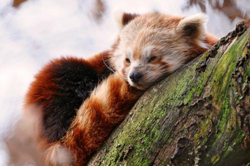 Bermain lebih Dekat dengan Panda Lucu di Chengdu Cina