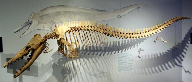 10 Monster Laut Pra-Sejarah Paling Menakutkan