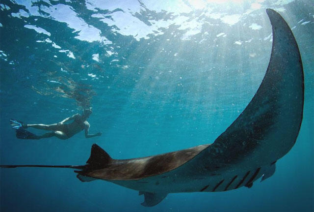 10 Monster Laut Pra-Sejarah Paling Menakutkan