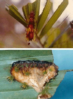 Cordyceps Unilateralis, Penebar Spora Mayat Hidup