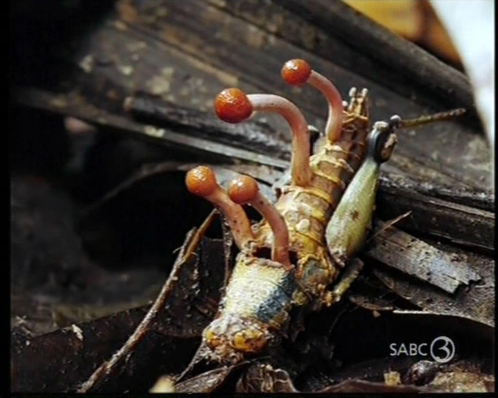 Cordyceps Unilateralis, Penebar Spora Mayat Hidup