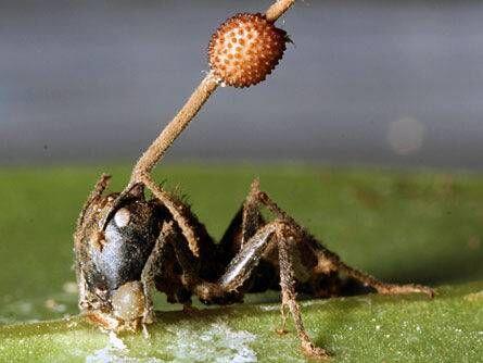 Cordyceps Unilateralis, Penebar Spora Mayat Hidup