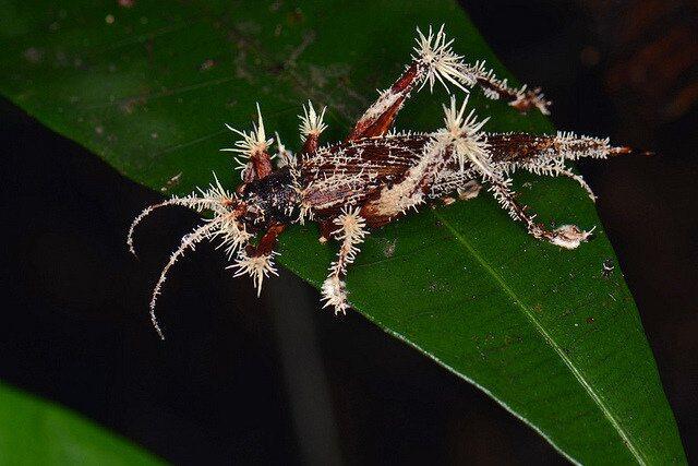 Cordyceps Unilateralis, Penebar Spora Mayat Hidup