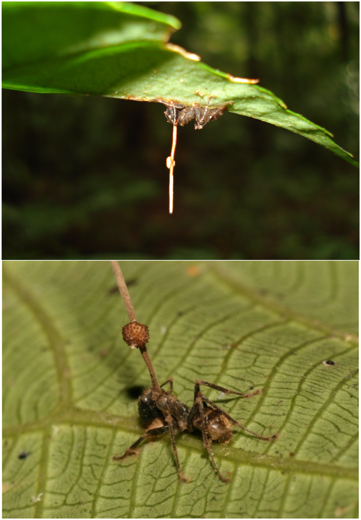 Cordyceps Unilateralis, Penebar Spora Mayat Hidup