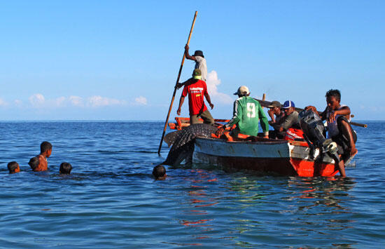 Tradisi unik berburu ikan Paus di laut lamalera