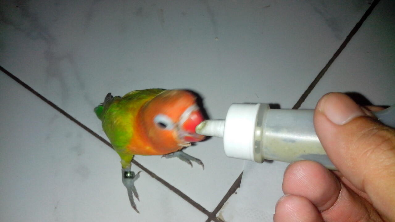 Lovebird Lovers Page 491 KASKUS