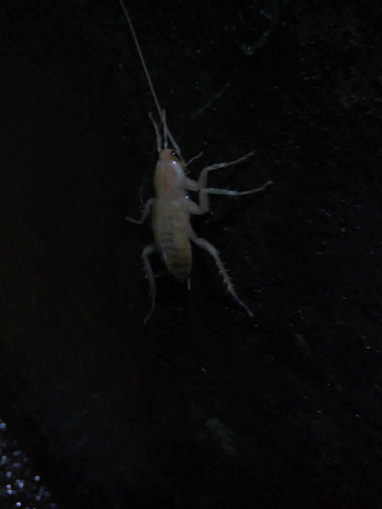 KECOAK ALBINO