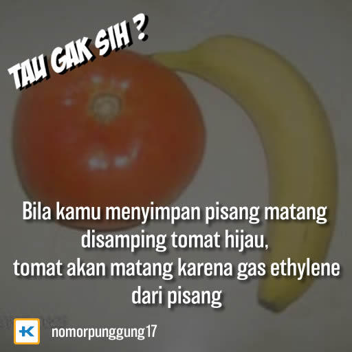 TAU GAK SIH? Beberapa fakta yang mungkin Agan/Sista belom tau nih... 