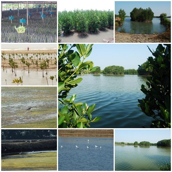 Indahnya Ekowisata Karangsong, Mangrove Center di Wilayah Barat Indonesia