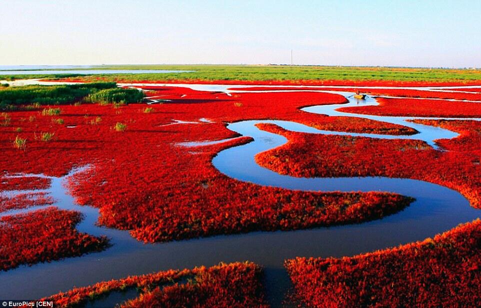 Red Beach Panjin, Hamparan Warna Merah di Sepanjang Mata Memandang