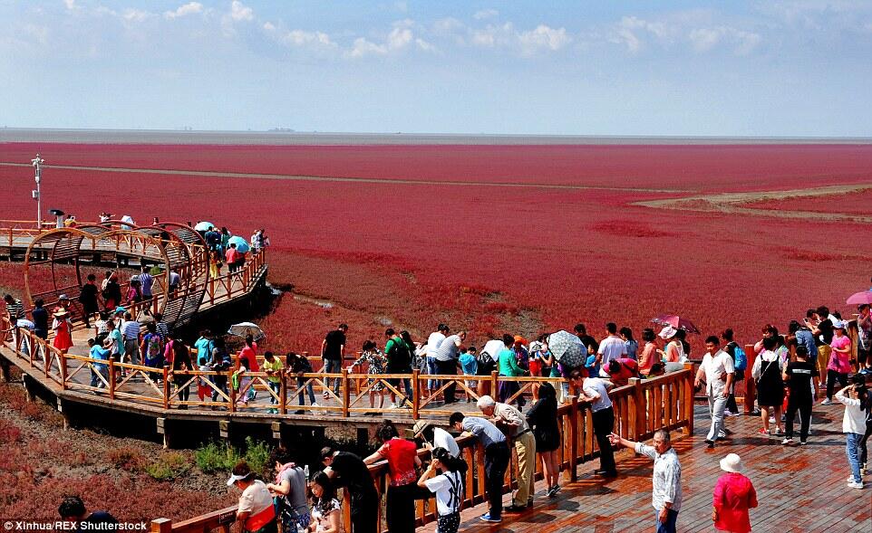 Red Beach Panjin, Hamparan Warna Merah di Sepanjang Mata Memandang