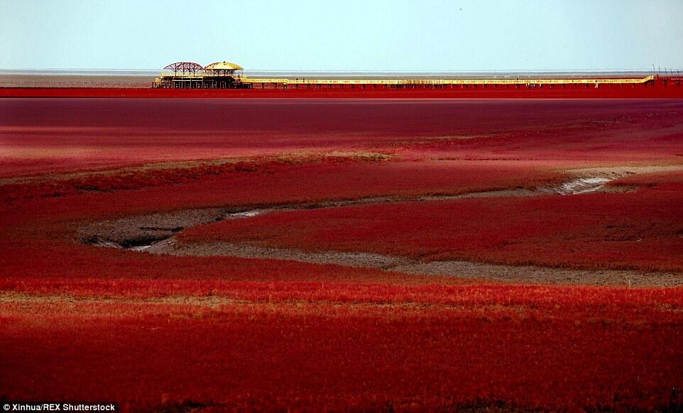 Red Beach Panjin, Hamparan Warna Merah di Sepanjang Mata Memandang