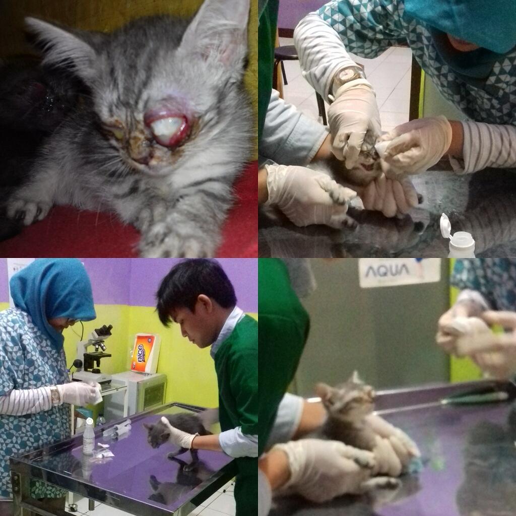 donasi untuk pigu