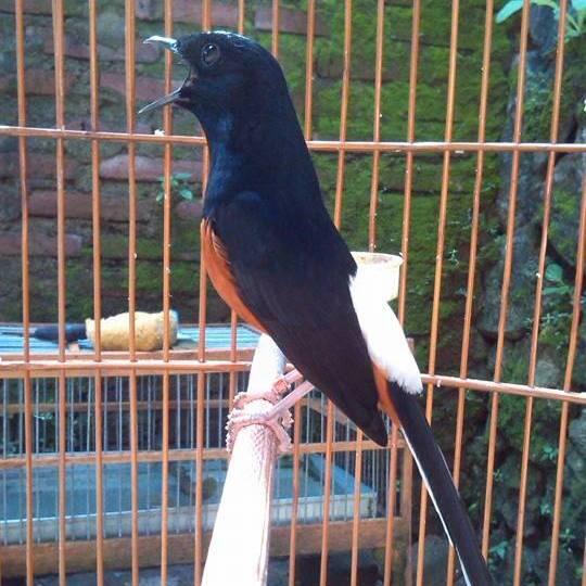 Beberapa Mitos Mengenai Burung Murai Batu