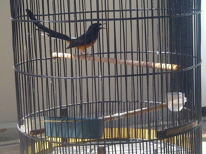 Beberapa Mitos Mengenai Burung Murai Batu