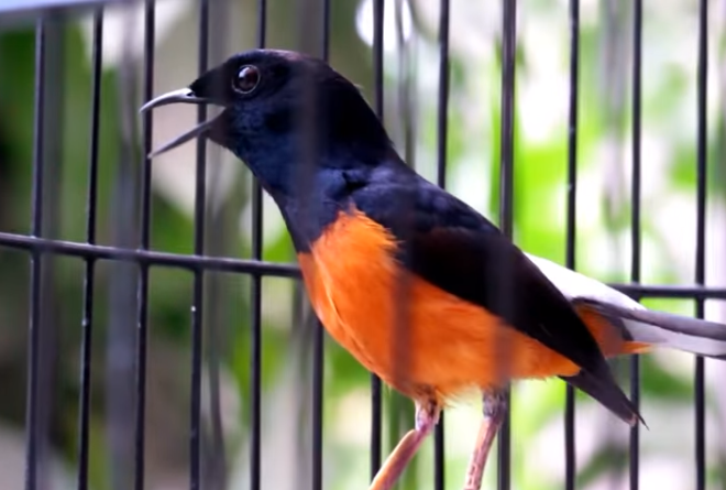 Kesal, Burung Suamipun Digoreng, Kok enak ya?