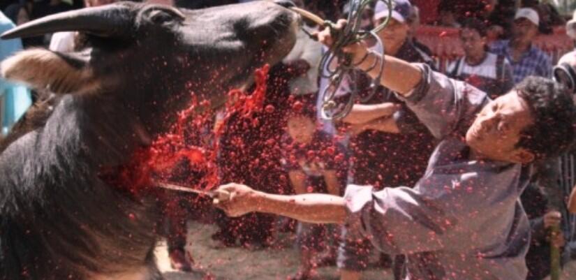 Tradisi Menebas Leher Kerbau, Pada Acara Kematian Di Toraja