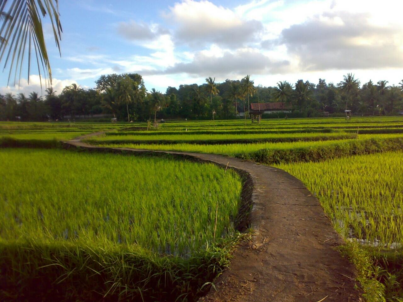 Kisah-Kasih Kehidupan di Kampung