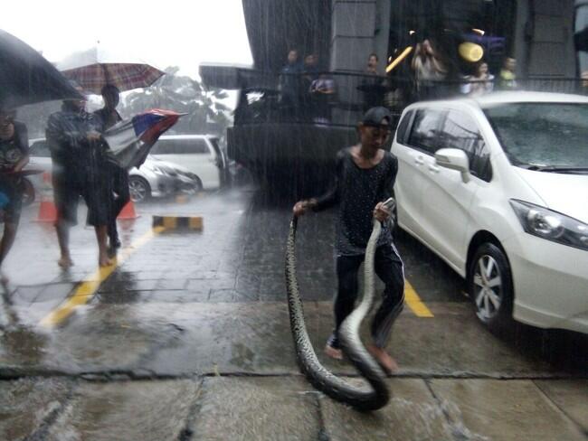 Ular Sanca 5 Meter Muncul di Genangan Air di Depan Colony Kemang

