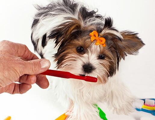 Serba Serbi Anjing Shih Tzu