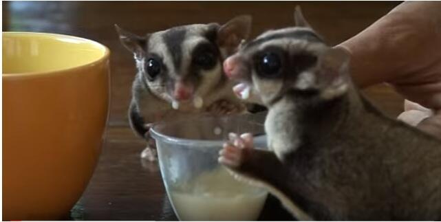 Sugar Gliders Indonesia