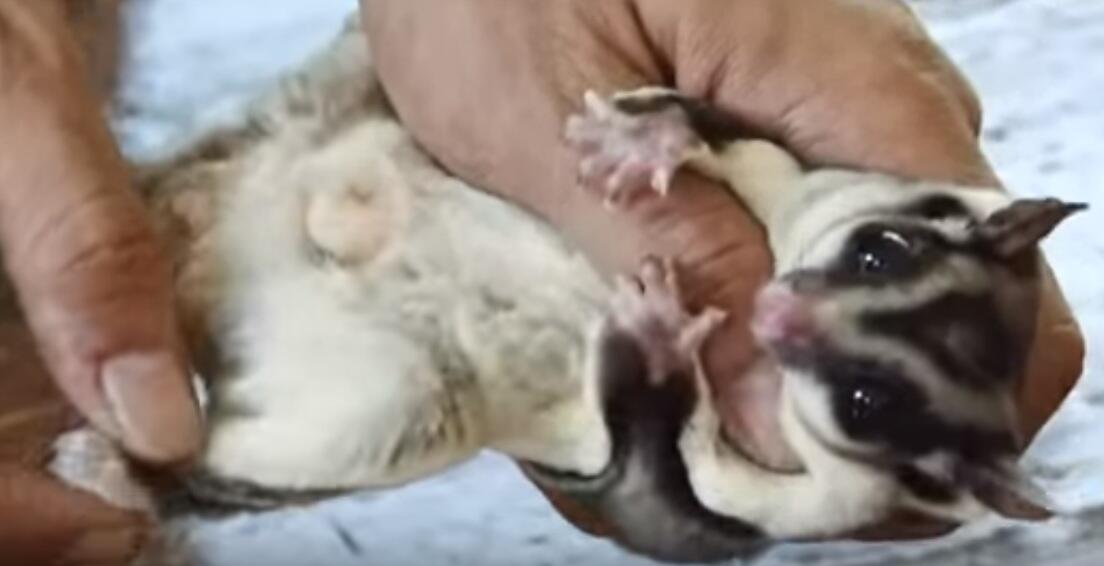 Sugar Gliders Indonesia