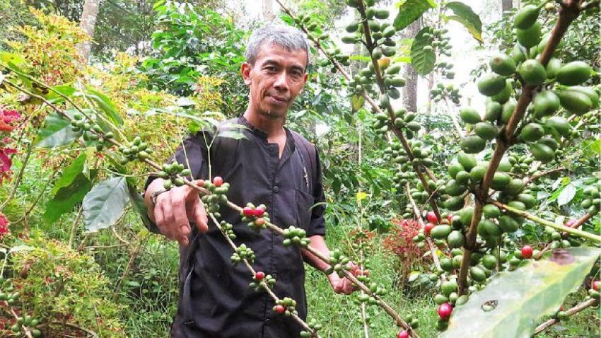 Kopi-kopi Indonesia yang Mendunia