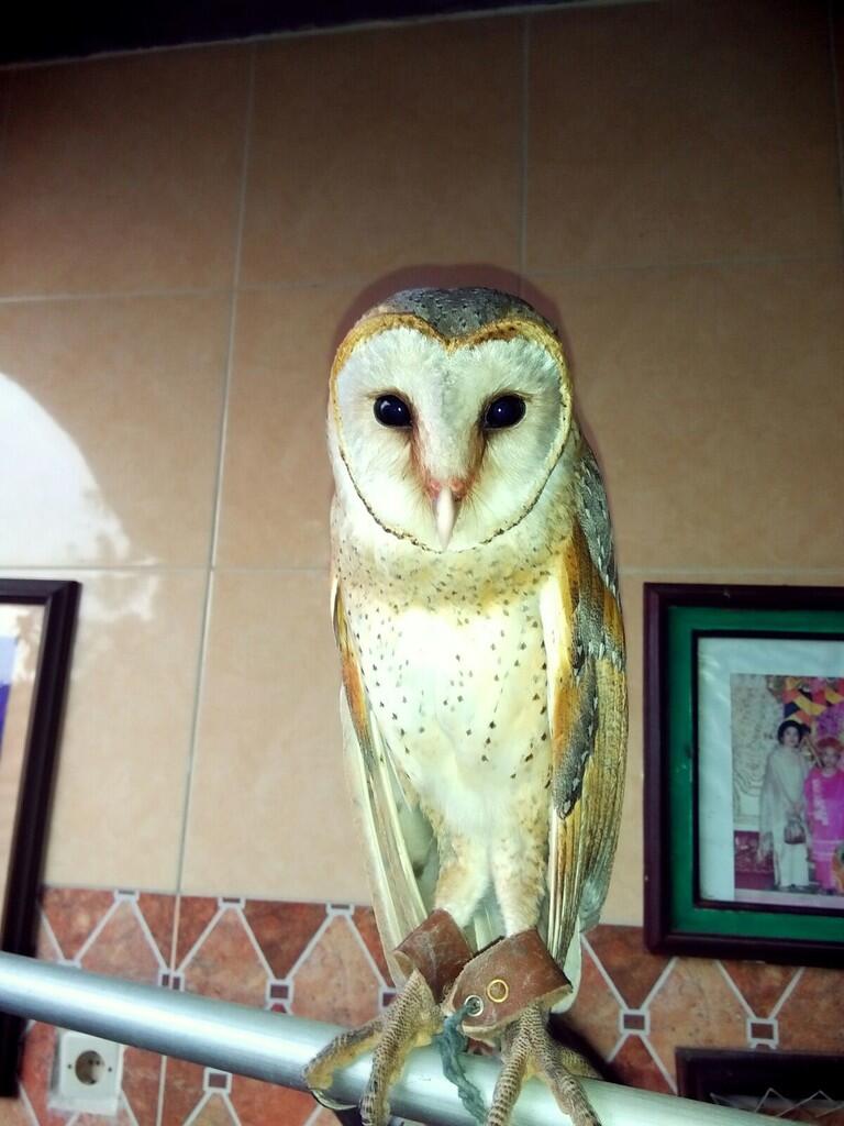 Barn owl - ANJAAAAAY