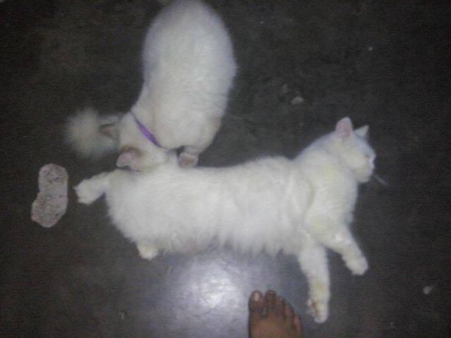 HELP MY CAT!!!!!!!!!!!!!
