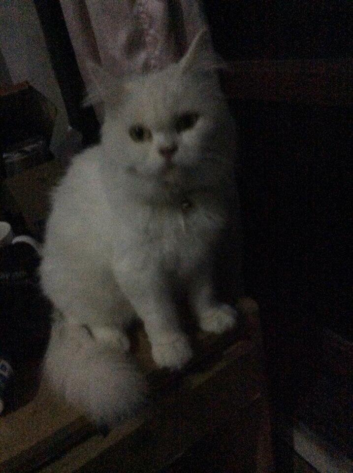 HELP MY CAT!!!!!!!!!!!!!