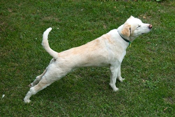 Biar Anjing Kita Yang Bantuin