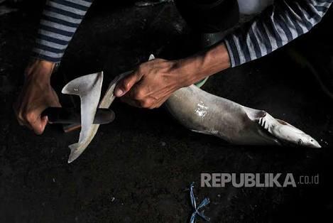In Picture: Walau Resmi Dilarang Sejak 2014 Penjualan Sirip Hiu Tetap Marak