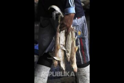In Picture: Walau Resmi Dilarang Sejak 2014 Penjualan Sirip Hiu Tetap Marak