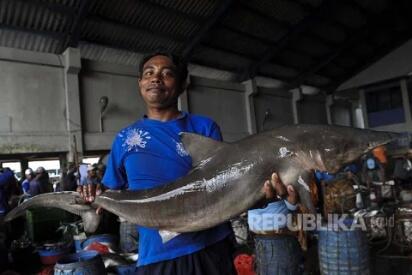 In Picture: Walau Resmi Dilarang Sejak 2014 Penjualan Sirip Hiu Tetap Marak
