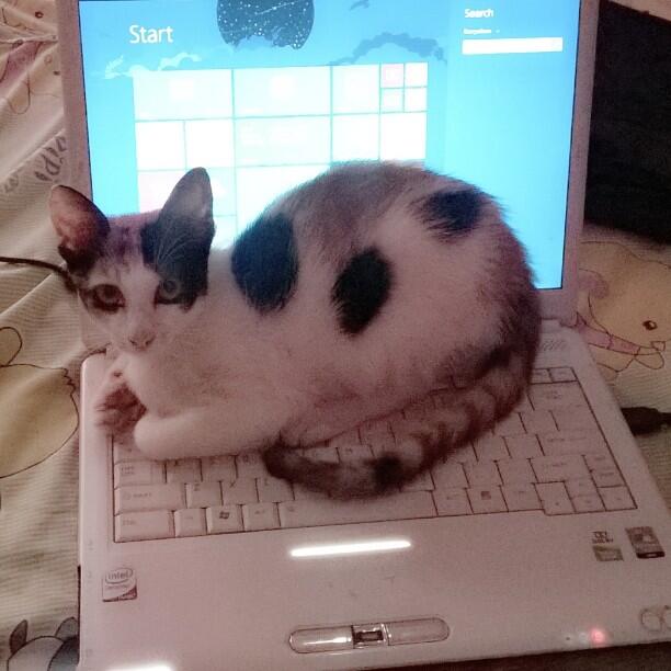 PAWSDICTED