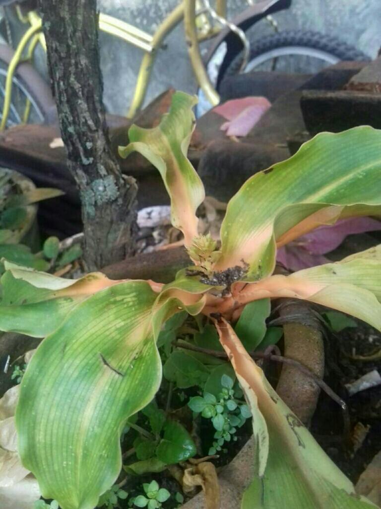 &#91;ASK&#93; Tanaman apa ini?