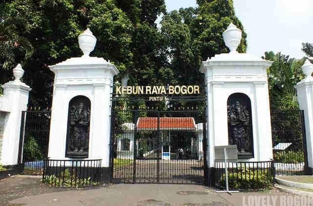 Ribuan lebah mengamuk, dua pengawal Presiden Jokowi jadi korban
