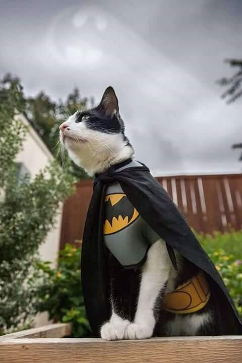 Jika Kucing Menjadi Sosok Superhero