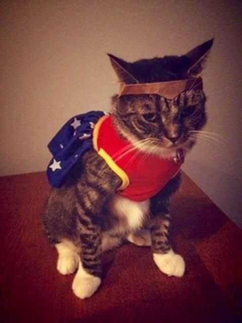Jika Kucing Menjadi Sosok Superhero