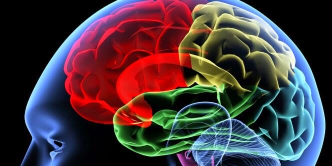 10 Fakta Unik Tentang Otak 
