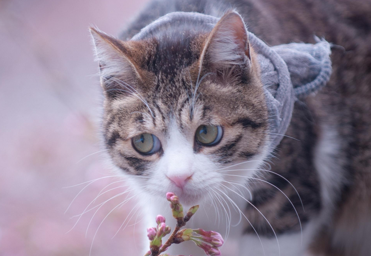 10 Tanaman Rumah Yang Berbahaya Bagi Kucing