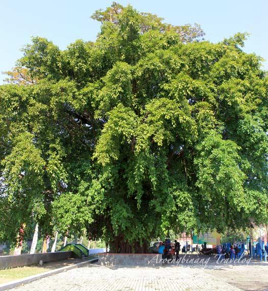 Pohon Yang Biasanya Ada Di Pinggir Jalan